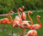 Flamingolar su, büyük su kuş tüyleri pembe